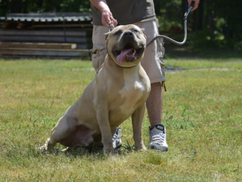 blue fawn american bully xl