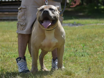 blue fawn bully xl