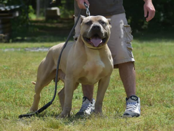 blue fawn pitbull xl