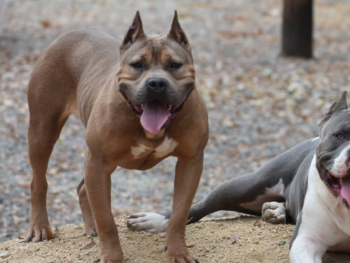 blue fawn sable american bully pitbull