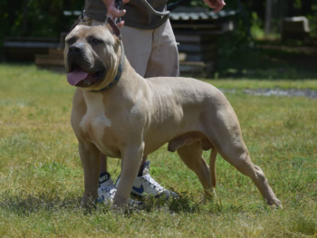 blue fawn xl american bully