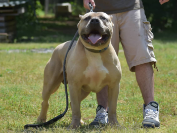 blue fawn xl bully