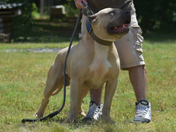 blue fawn xl pitbulls