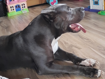 blue pitbull breeders near me