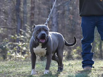 blue pitbull puppies for sale ick