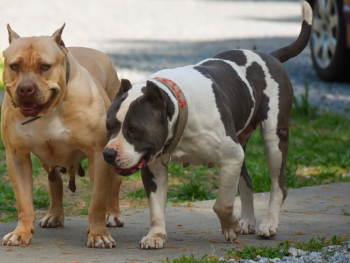 blue pitbull puppies for sale