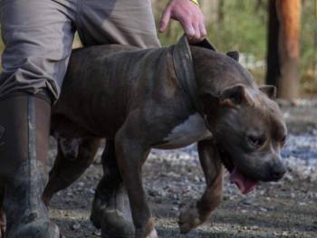 blue xl pitbulls iron cross kennels