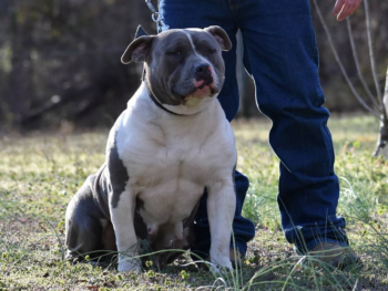 blue xxl pitbulls for sale