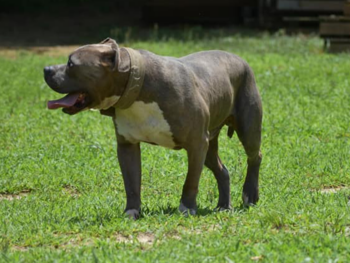 bluenose pitbulls iron cross kennels