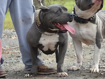 bluenose xl bullies for sale