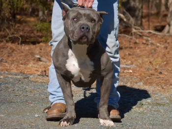 bluenose xl pitbull breeders
