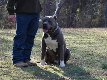 bluenose xl pitbull