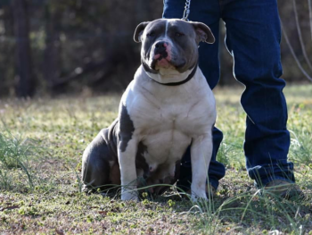 bluenose xxl bullies for sale
