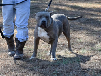 brindle pitbulls for sale