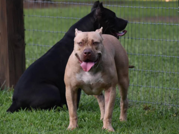bully breeders near me