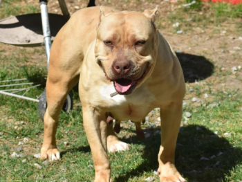 champagne american bullies for sale