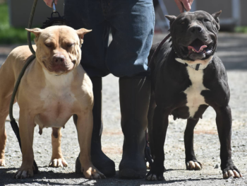 champagne bully puppies xl breeders