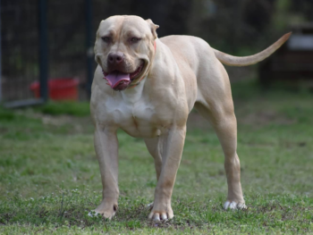 champagne pitbulls for sale