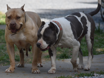 chevy bloodline apbt pitbull american bully