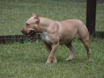 clean muscular american bullies