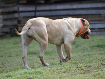 iron cross, dagger, chevy bloodlines american bully pitbull