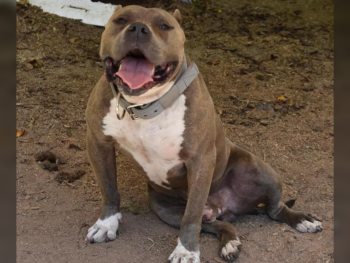 iron cross kennels bloodline