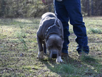 iron cross kennels ick bloodline