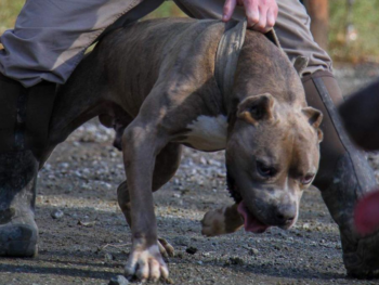 iron cross kennels pitbulls