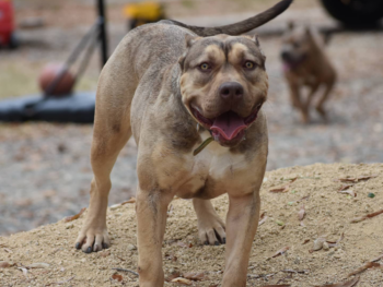 lilac sable american bully