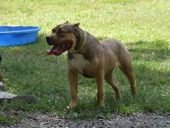 lilac xl pitbull puppy