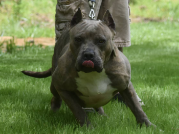 muscular pitbulls for sale
