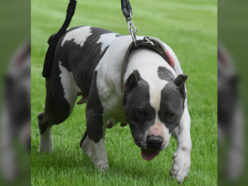 pitbull breeders and puppies for sale