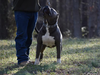 pitbull breeders and puppies for sale