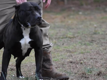 pitbull kennels near me