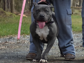 pitbull puppy blue eyes for sale