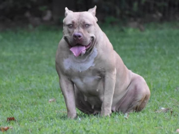 pitbull puppies for sale
