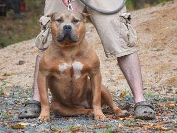 primeyard's Mr. Markoff bloodline Bossy Kennels