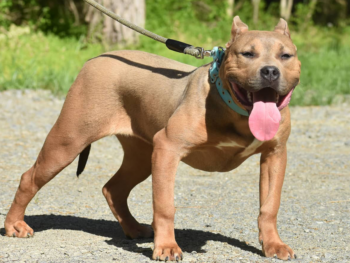 red fawn american bully pitbull