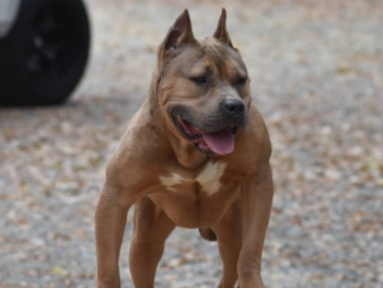 sable xl american bully