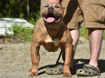 smut xl american bully