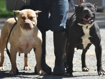 solid black xl pitbull