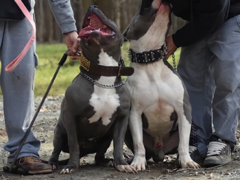 sunline's bloodline pitbulls bullies