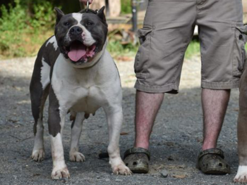 ukc american bully pitbull puppies