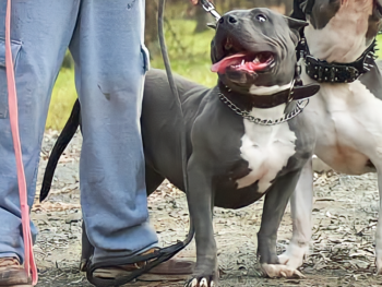 xl american bully ukc abkc