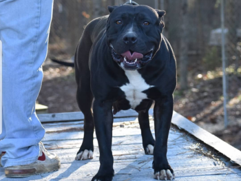 xl black bully puppies for sale