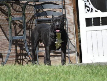 xl bullies for sale black