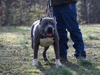 xl bully breeders near me