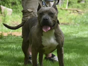 xl bully for sale size