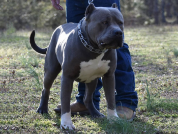 xl bully puppies near me