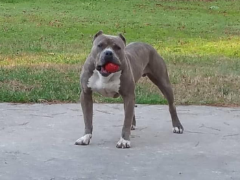 xl pitbull breeders near me